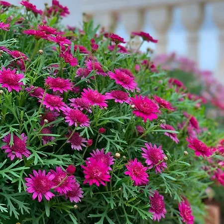 아파트 아파르타멘토스 페를라 마리나