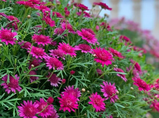 Апартаменты Perla Marina